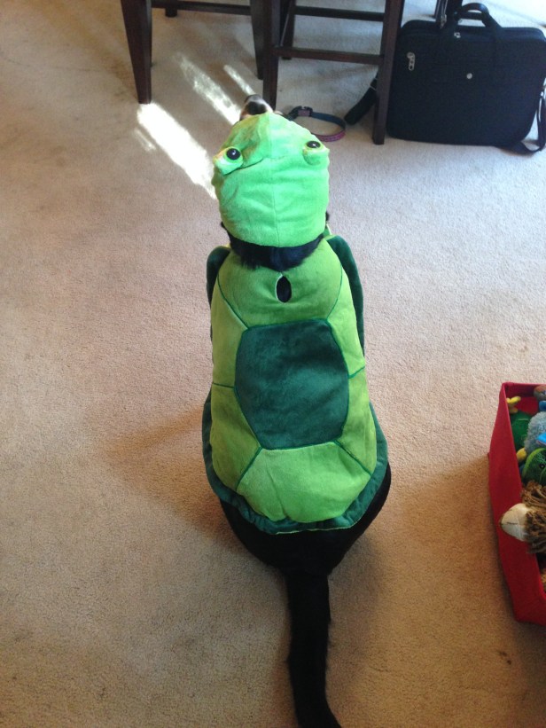 Outtake from the turtle photo shoot.