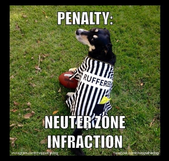 Meme - Neuter Zone Infraction - Framed