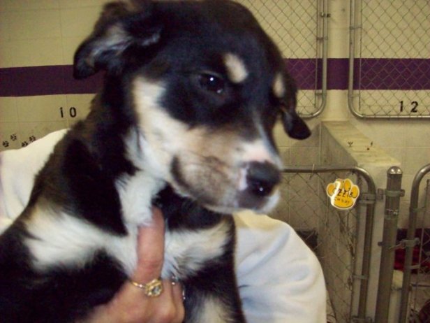 How could anyone resist such a cute puppy?