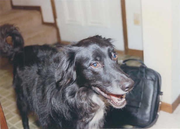 Does this look like a dog who was on a first name basis with the dog catcher? Because it is.