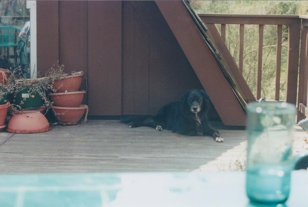 The infamous Sundance. Not pictured: the infamous hot tub which secured his presence in our home.