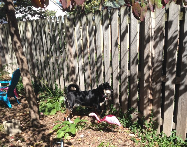 Something is lurking on the other side of the fence...