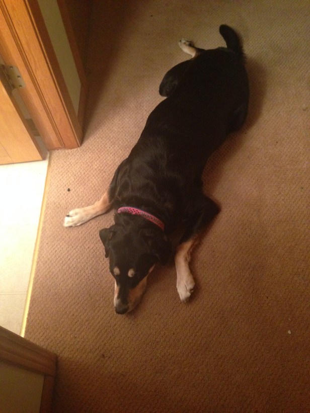 Choppy is already exhausted by the thought of this challenge.