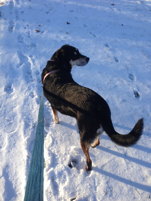 It is the middle of November and somehow we are buried in snow. Perhaps this is to prepare us for the move to Wisconsin...