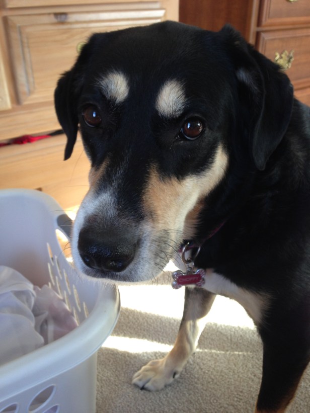 Choppy was not helping with the laundry. In related news, she is not helpful with most tasks around the house.