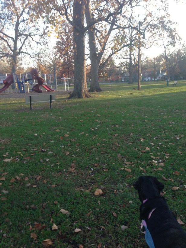 Back in Indiana, it was crazed squirrel week (as they were apparently preparing for the deep freeze that seems to have settled).