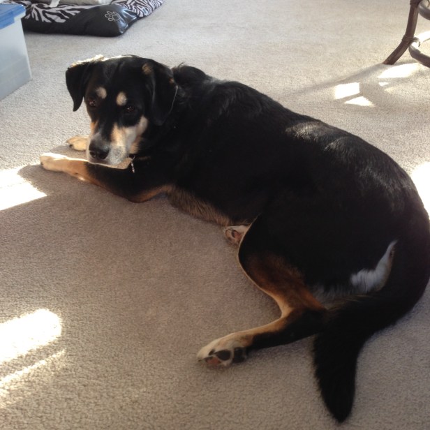 Choppy is doing her best impression of a cat here as she sits in the sun. 
