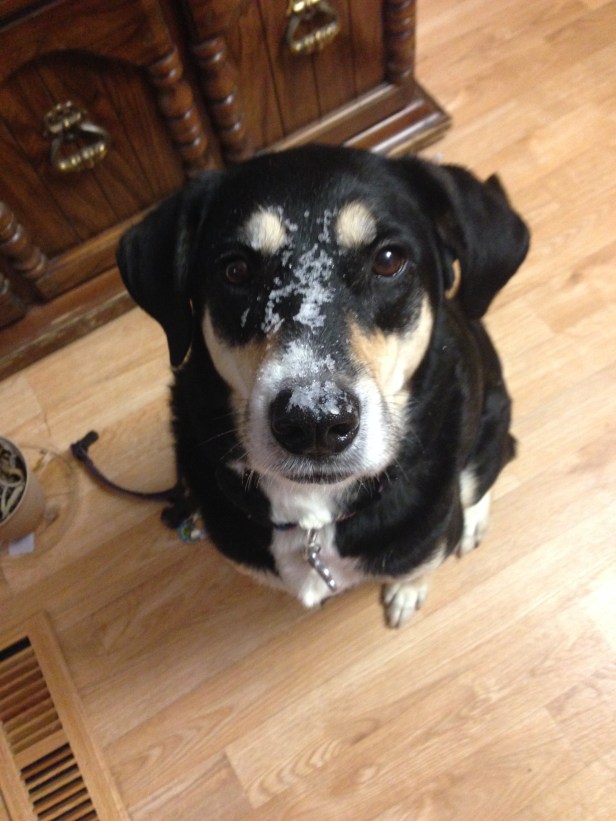 With the dog, the snow is not going to stay outside.