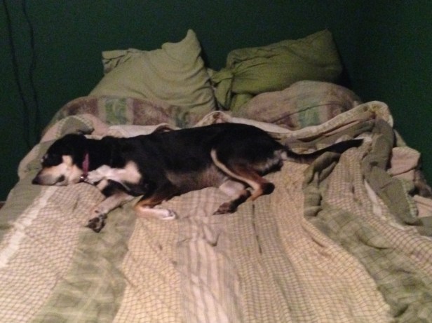 Choppy and I then came up to Wisconsin for a couple days for work. Choppy promptly took up all bed space that Paul had abandoned.