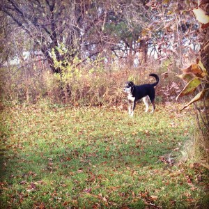 Oh, Instagram, how I enjoy fooling around with your filters. They make our morning walks look so nice.