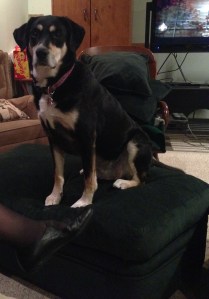So, I'm pretty sure no one wants Choppy sitting on the ottoman between the couch and the television. Except Choppy, of course.