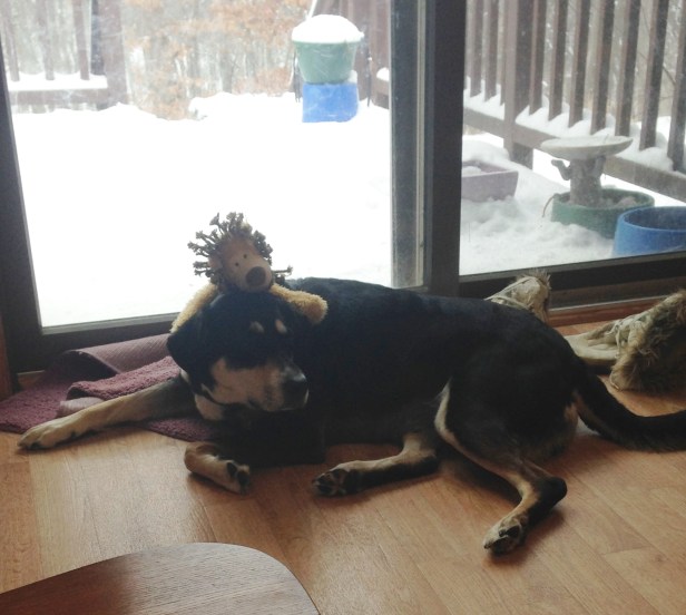 The danger of kids playing with dogs. Or, you know, Paul playing with dogs.