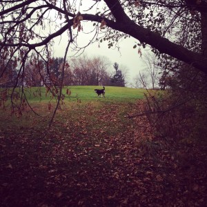 More Instagram goodness. This time making a dreary, rainy morning walk look almost nice.