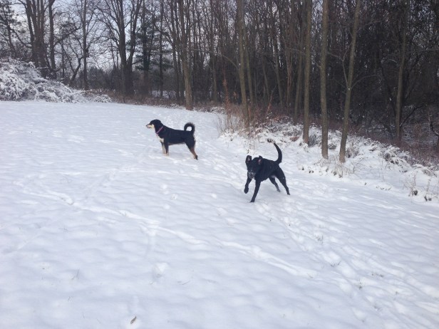 Izzy: definitely enjoying the morning walk.