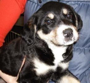 It's hard to believe someone could once lift Choppy up with only one hand, but here's the proof!