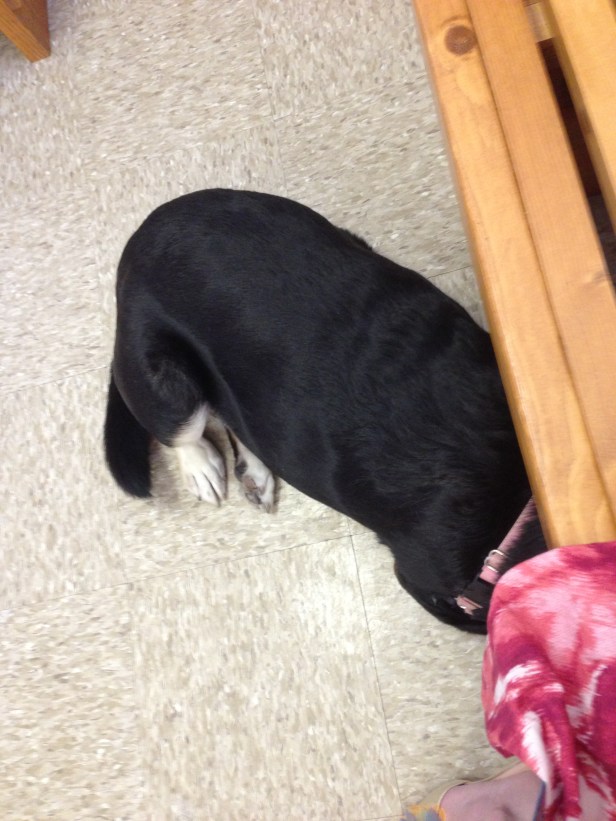 Just because you can't see the vet doesn't mean he can't see you, Choppy.