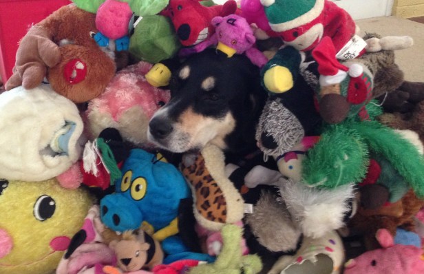 Choppy has just a few toys...