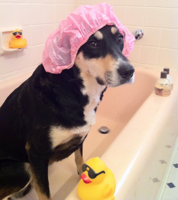 Or perhaps Choppy doesn't like her baths because I make her dress up like this sometimes...