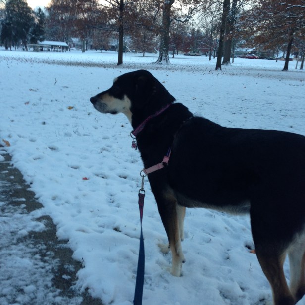 For a dog who just woke up, Choppy is quite alert. I am pretty sure the potential presence of squirrels is about 90% responsible for this.