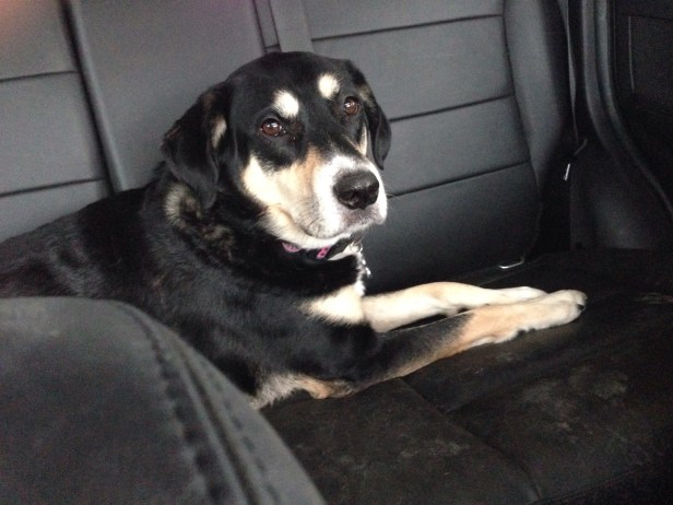 Hanging out in the backseat of the car, likely hoping we're going to the pet store.