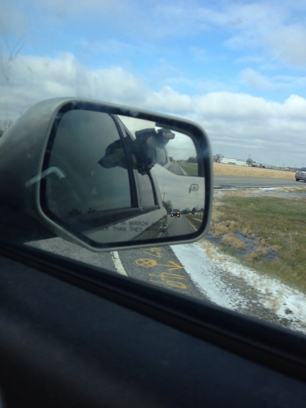 Life is pretty good. Though I would prefer less of the head out the window during the winter (note the snow on the ground).