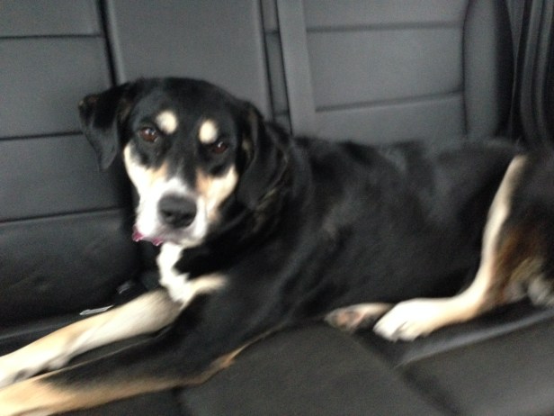 Does this look like the face of a dog who is embarrassed to lick her lady parts in front of guests? Because it isn't. That's totally fine with Choppy.