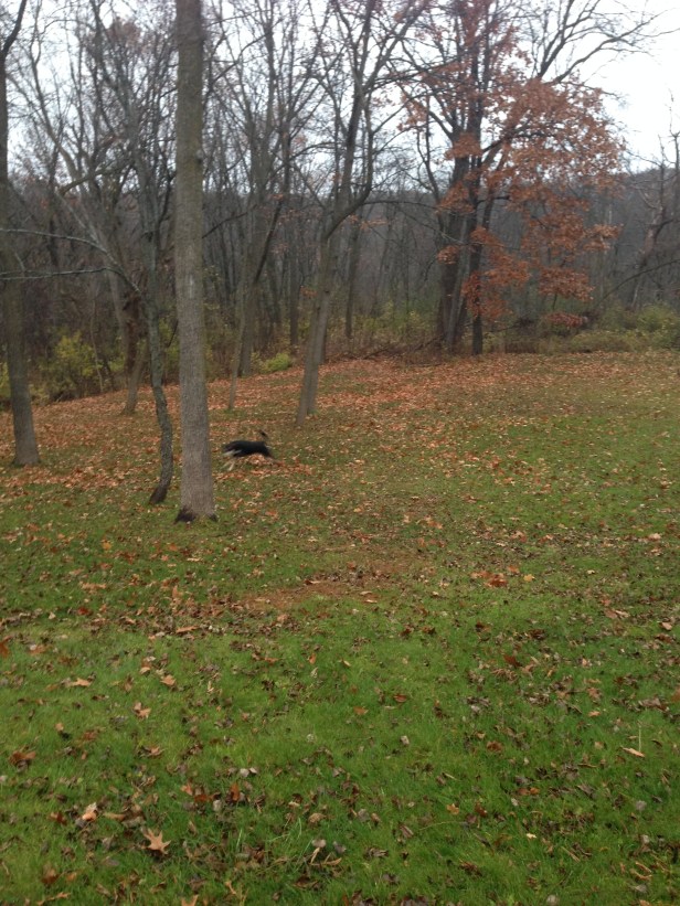 The blur that is Choppy when chasing squirrels (or maybe not - I'm pretty sure she's just a blur because I am horrible at taking pictures. She's not that fast).