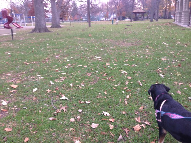 Then again, perhaps she likes the walks because they so often afford her the chance to look at and chase squirrels.