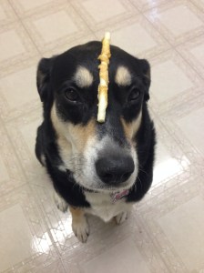 Choppy only puts up with this because she gets the treat at the end.