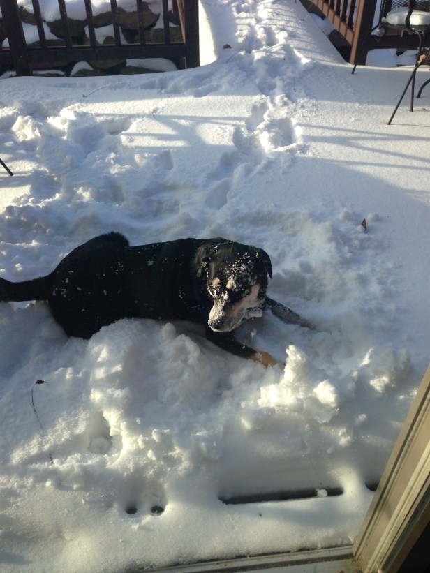 She is far happier than I would be if I had just rolled around in snow.
