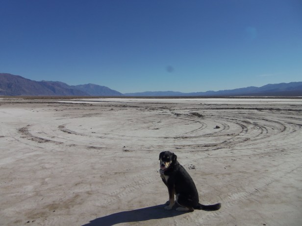 Somewhere in Death Valley. I have no idea what sort of face Choppy is making in this photo.