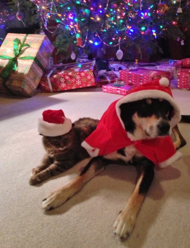 Do you know how hard it is to get a cat to wear a Santa hat? Very hard. Do you know how hard it is to get a dog and cat to do so at the same time? Almost impossible. There were approximately 100 takes before we got this picture (with a shout out to my sister, who patiently helped by continually placing the hat on the cat).