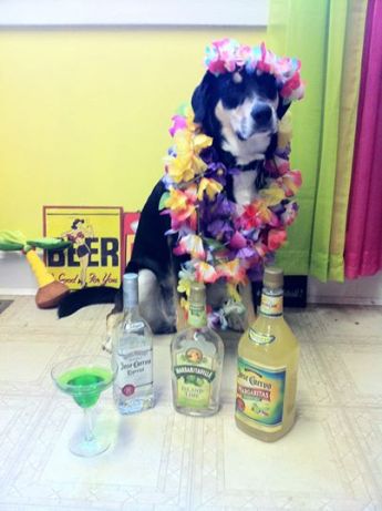 A selection of items Choppy may need to help get her through the new year.