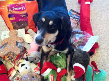 I'm pretty sure Choppy thinks this haul of Christmas presents is just a good start.