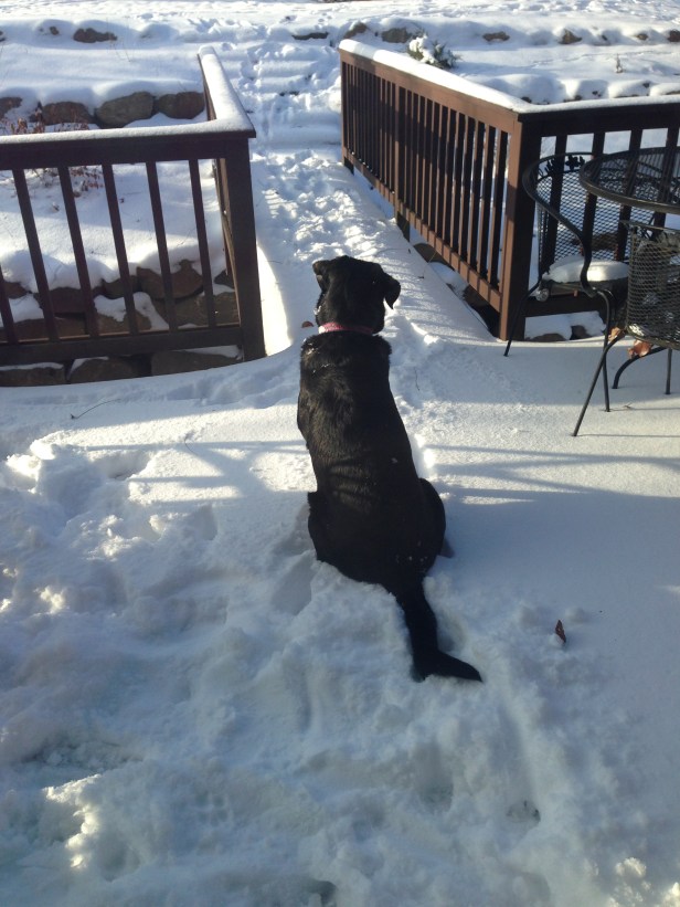 Choppy - unconcerned with my thoughts on the Dog Blog Challenge.