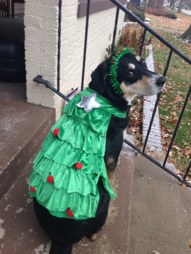 Choppy the Christmas Tree Dog