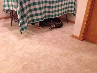 Choppy has adopted an odd spot to sit in the apartment - under the table (again, which normally goes tailgating).