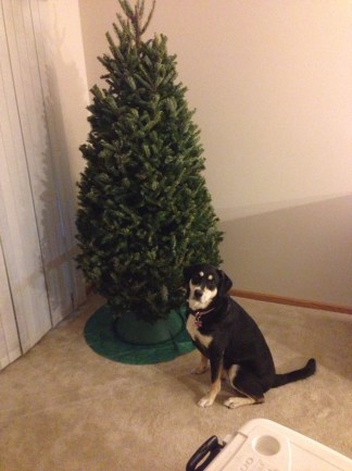 We have a Christmas tree! We have no apartment furniture that doesn't normally go tailgating, but we have a Christmas tree!