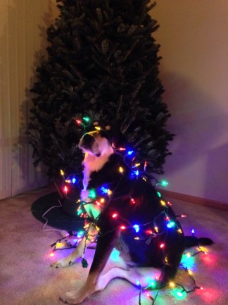 I'm pretty sure Choppy is thinking that these are supposed to go on the tree, not on her.