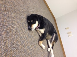 Choppy has gotten to go to the new office a few times now. If only I got to use it as a napping place.