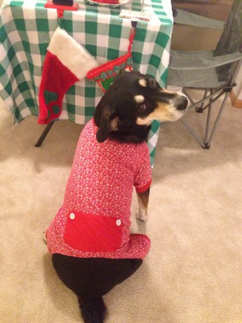 The butt pajamas on a dog are somewhat pointless - that's not even where her butt is located. (Note: this is where I should point out that this is what I find ridiculous about the situation - not that the dog is wearing clothing in the first place).