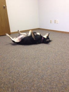 Choppy has definitely made herself at home in the office.