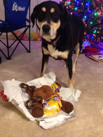 It's a toy and treats! Not quite vacation, but she wasn't going to pass either up.