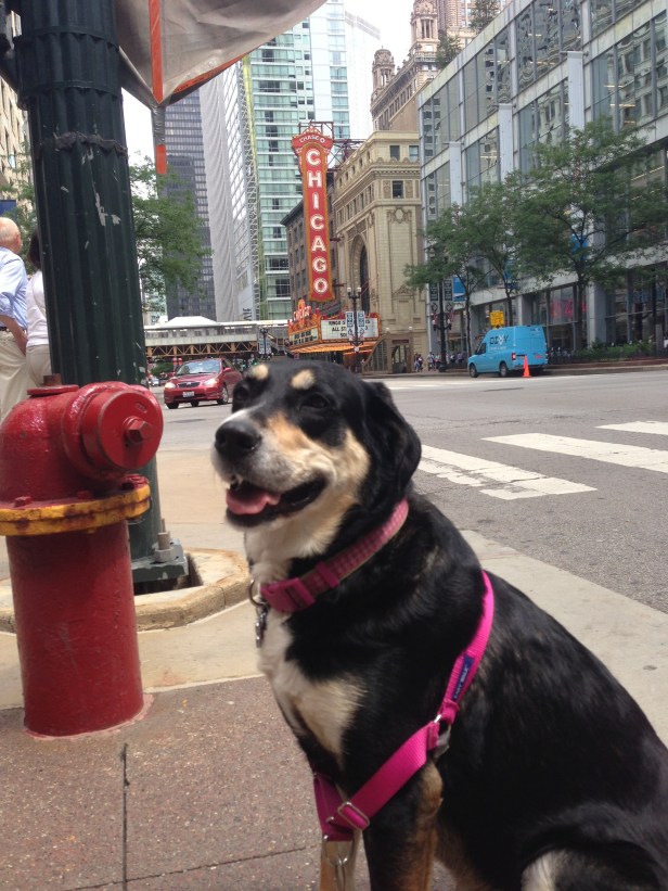 If Choppy didn't have to avoid every sidewalk grate, you might think she belonged in the city. On a related note, apologies to everyone who has tripped over Choppy as she zig zags across busy city sidewalks.