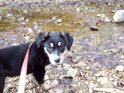 One of the first things I did with Choppy was go to McCormick Creek State Park. I learned quickly that Choppy enjoys getting dirty.