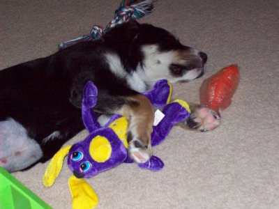 Sometimes, you're so tired you just fall asleep wherever you are. Even if it is right in the middle of playtime.