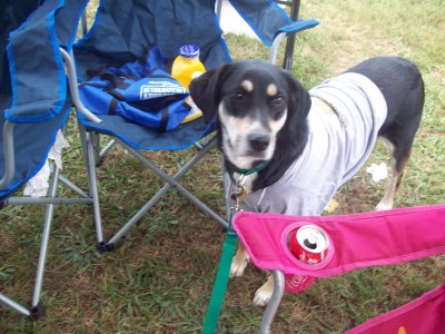 On to Notre Dame and tailgating! This was Choppy's first tailgate. She...didn't quite enjoy it. Things have improved immensely since then, and she thoroughly enjoys them now.