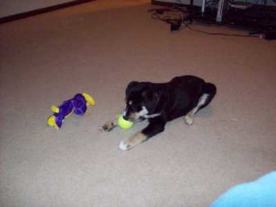 It's puppy Choppy! This is one of the first pictures I ever took of her, at our Indiana home.