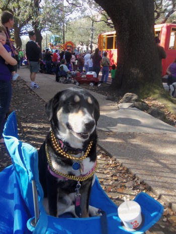 Choppy (sort of) watching a parade. I'm pretty sure she was hoping someone would throw her something food-related (she already had plenty of beads by this point).
