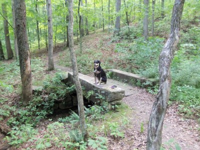 Brown County State Park: home to some beautiful pseudo-mountains. And about a million chipmunks, as I discovered the moment Choppy showed up and tried to chase every. single. one. of. them.